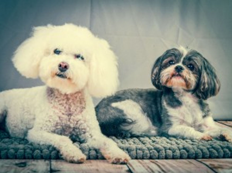 Dogs Photoshoot-18