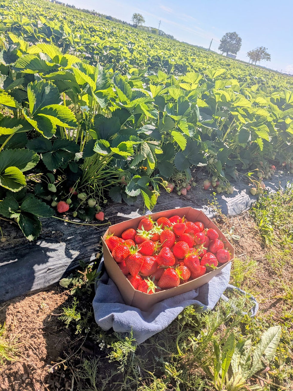 Fraises