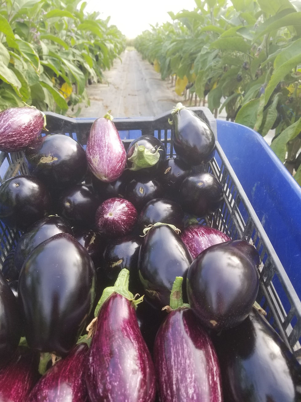 Aubergines