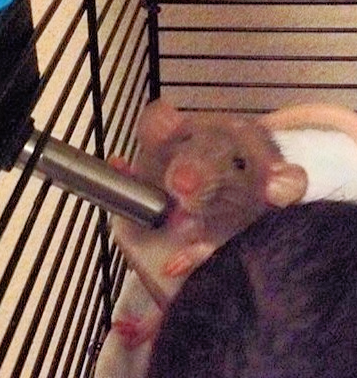 Pet Rat Mylo