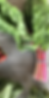 Thumbnail: 2026 CSA Membership