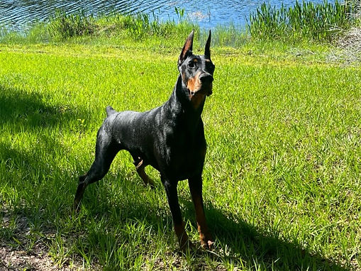 Dog in a field