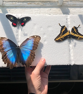 Screen Shot 2020-10-08 at 11.52.32 AM.png