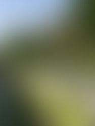 WEEK 21 – Como & Verona (Italy)