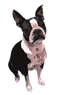 Boston Terrier