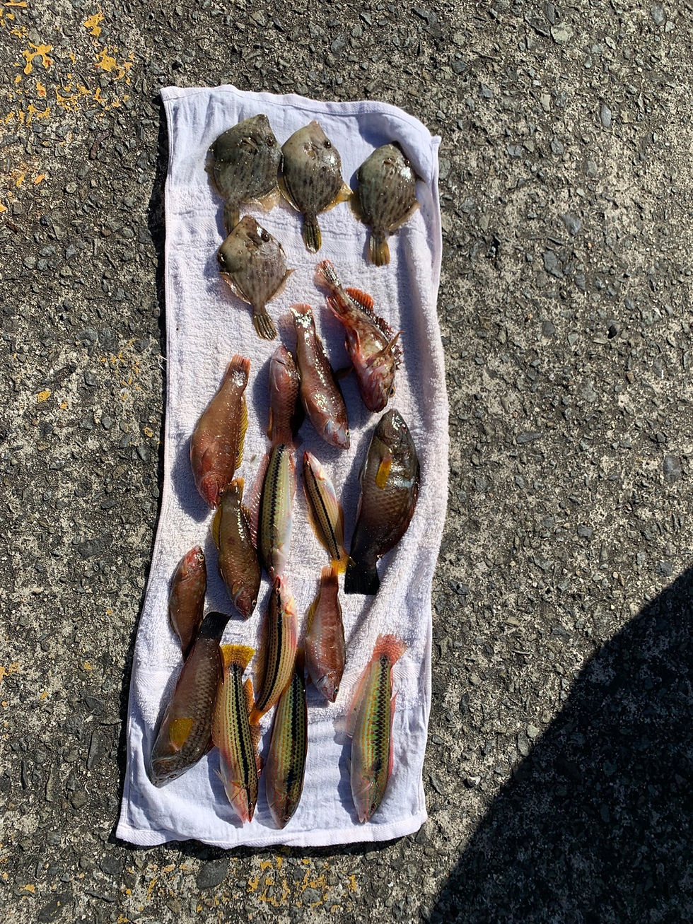 釣果