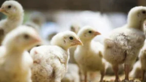 ニワトリ胚組織切片・スライス作成