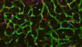 肝臓研究・肝臓切片作成
