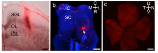 2-cell-tissue-research-02.webp