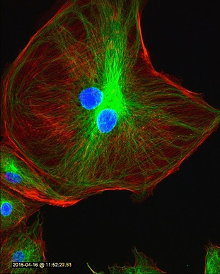 3-color-lg-cell-88 (1).jpg