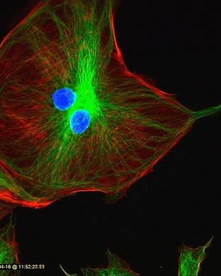 蛍光顕微鏡の機能
