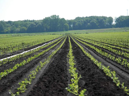 Michigan Celery Cooperative: Human Health and 100% Utilization Driven 2021 And Beyond
