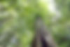 Canon EOS R(2020-07-15)Hutan Bukit Patoi Temburong(c).JPG