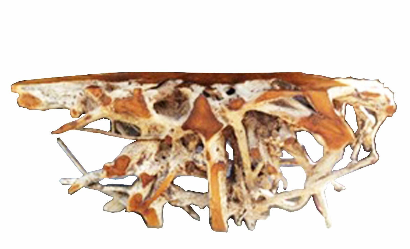 Whitewash Teak Root Console