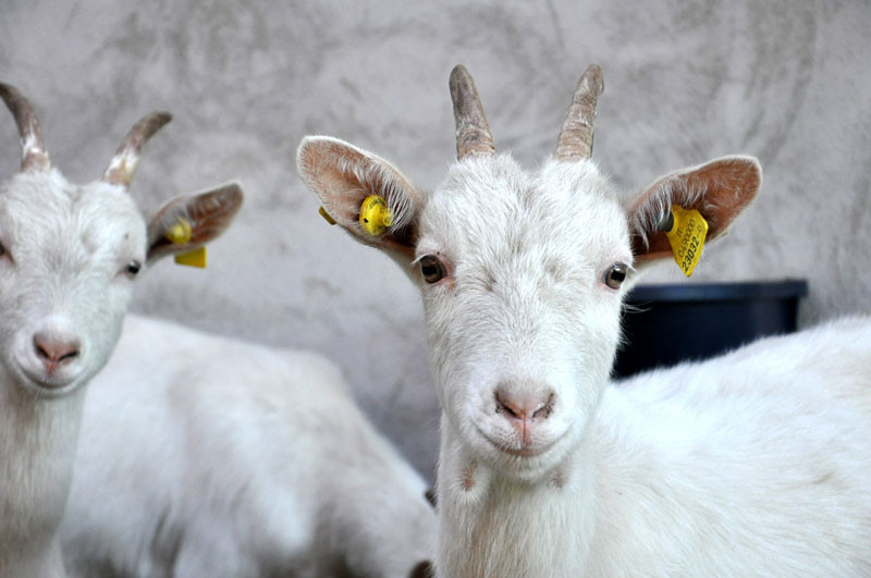 Cascina Colombina | Formaggi di Capra Km0 | Milano