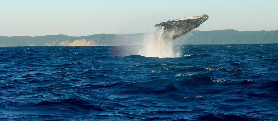 Costa Rica’s Golfo Dulce Tapped 1st Regional Whale Site