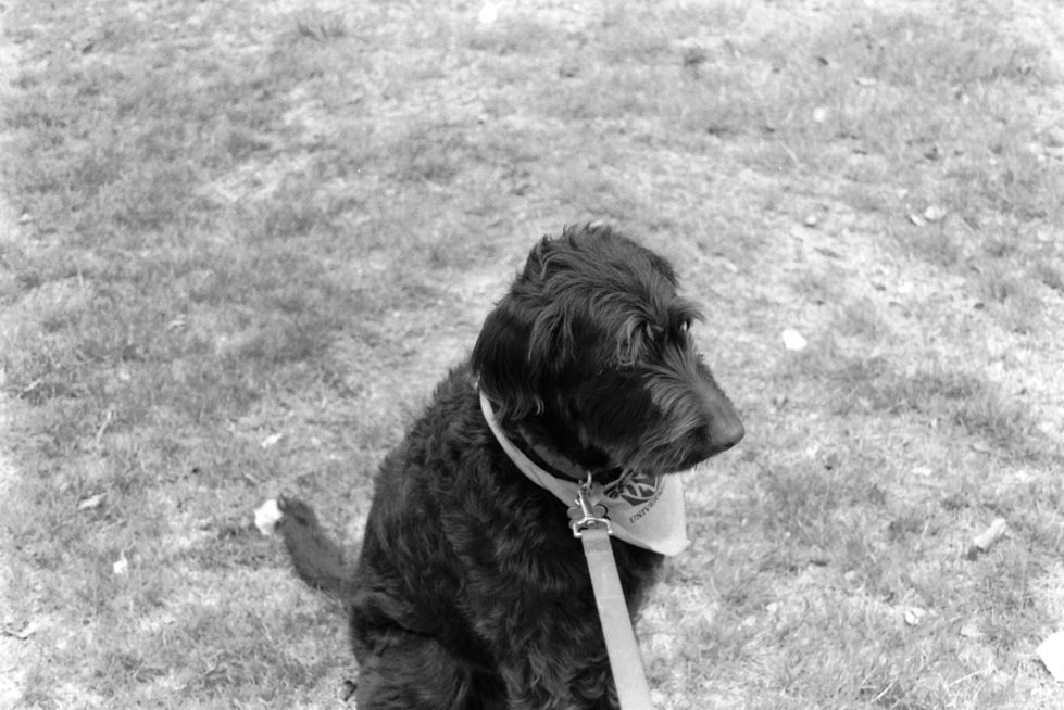 Harlow 1
