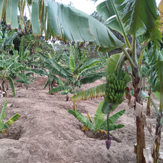 Banana Trees (2022)
