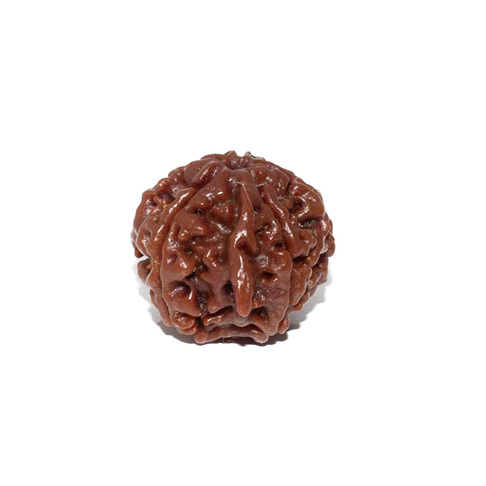 Rudraksha