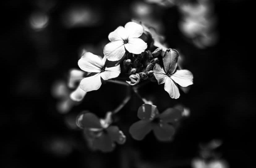 IMG_1078.jpg