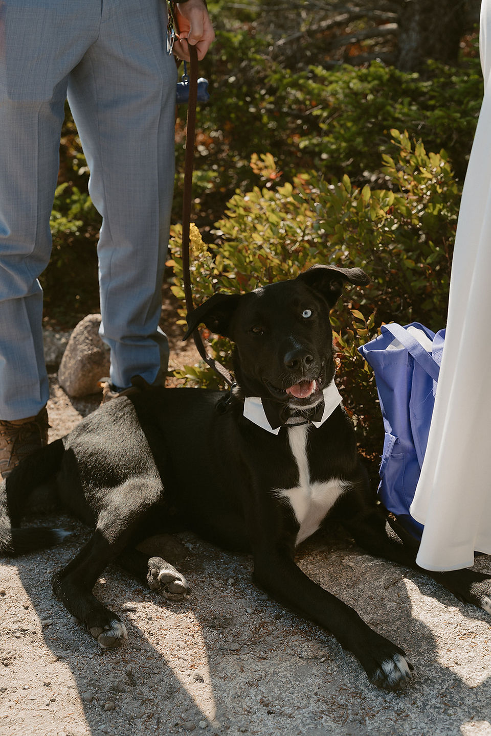 Dog laying down with bow tie on couples acadia elopement day