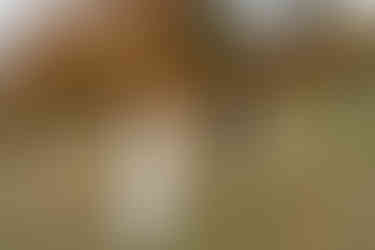 First look on white mountain elopement day on the kancamagus highway