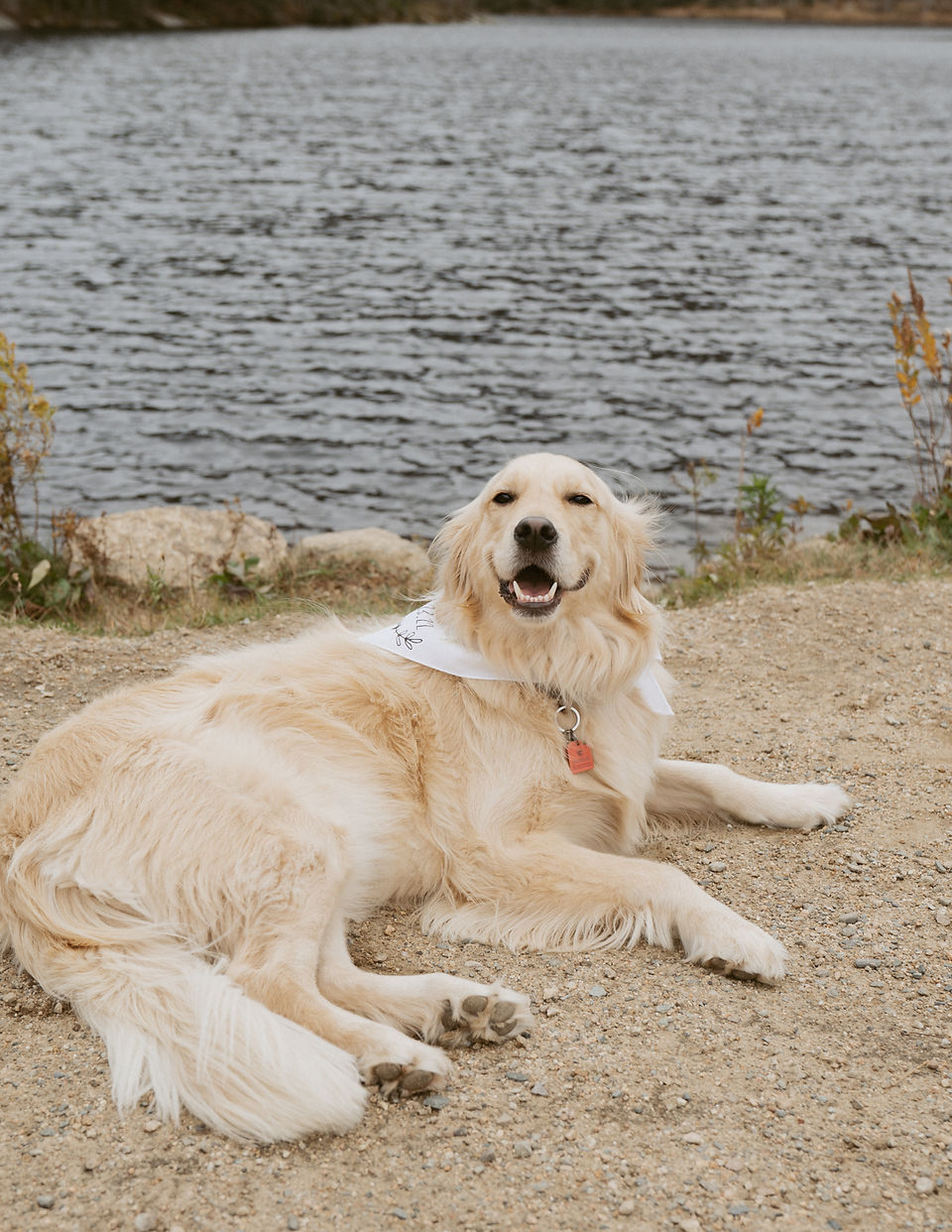 kancamagus highway elopement exploring with dog