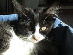 Un chat dans la communauté