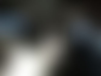 Un chat dans la communauté