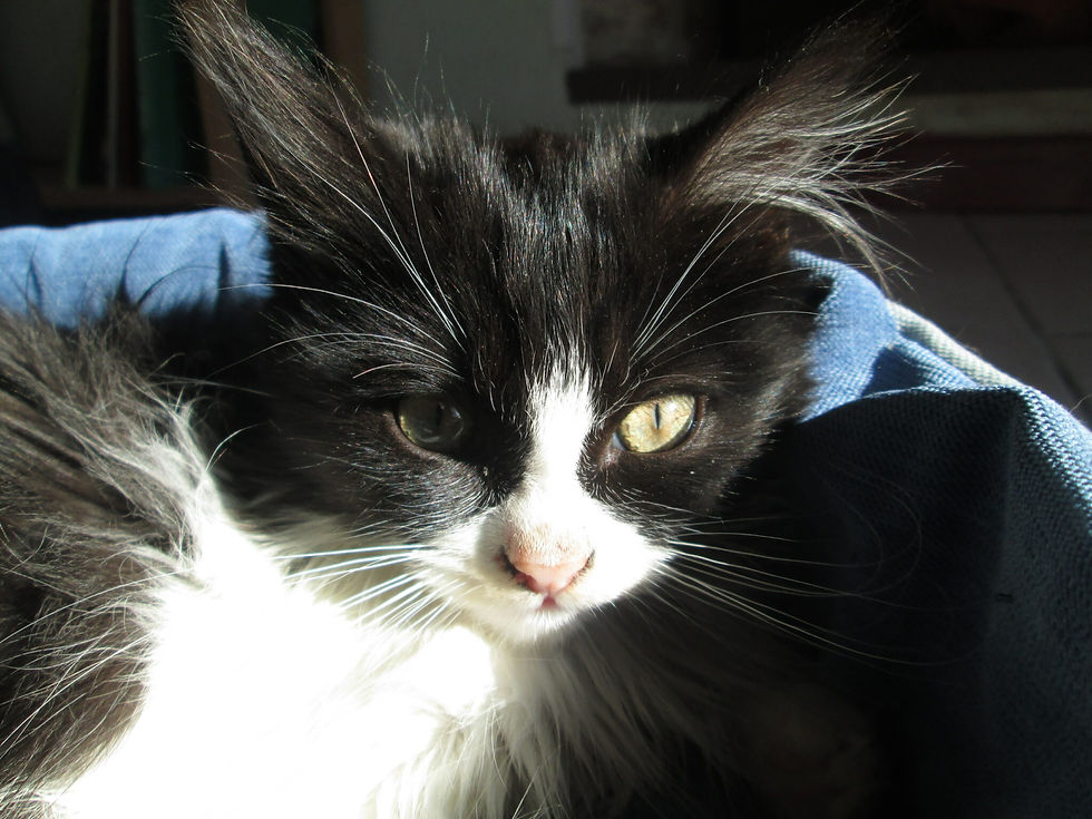 Un chat dans la communauté