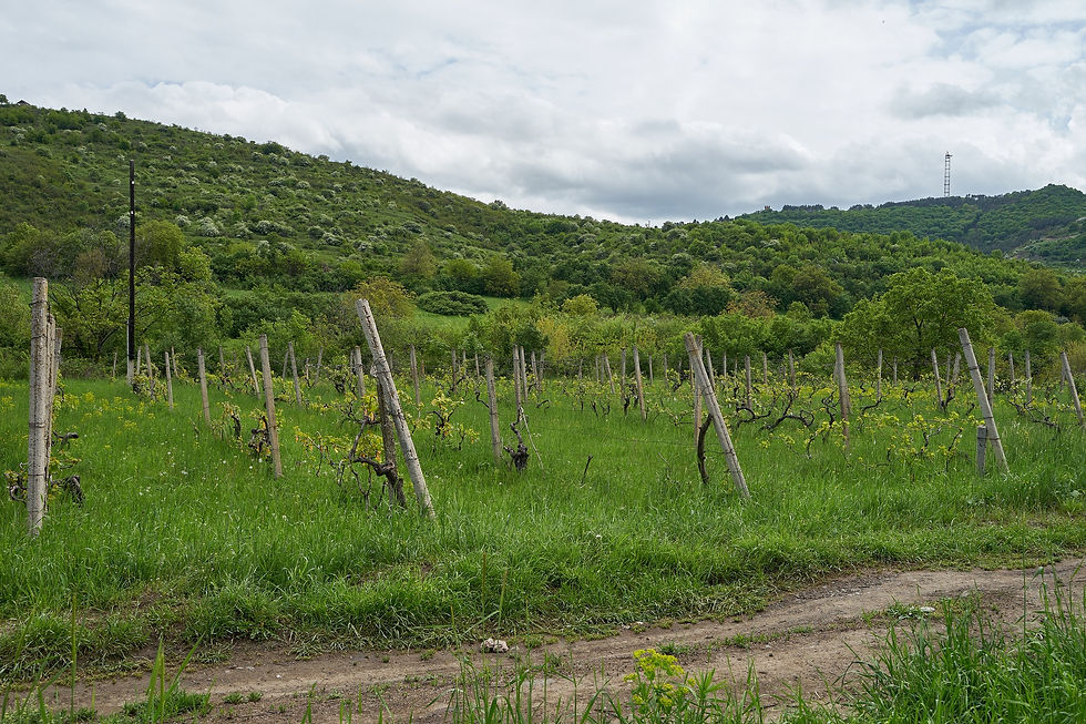 Koghba Wines Гагика Агабабяна