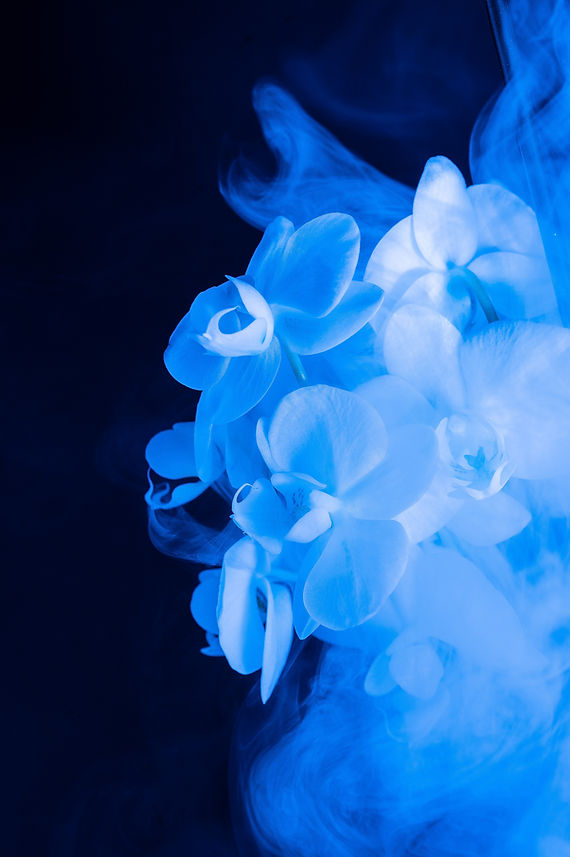 floral-5096532.jpg