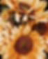 99269501_701046113961565_5803719711434735616_n.jpg