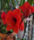 Amaryllis Dutch 'Red Lion'