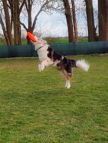 Frisbee4.jpg