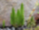 Is This a Weed?