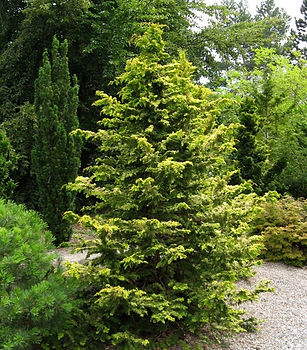 Conifers in the Coenosium Rock Garden SSC Arboretum Seattle