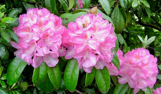 Rhododendrons in the Malmo Garden SSC Arboretum Seattle
