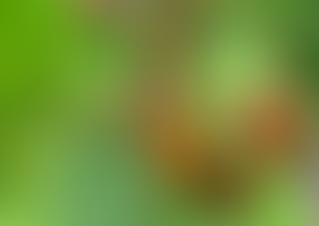 Can You Grow Kiwi Fruit in Seattle?