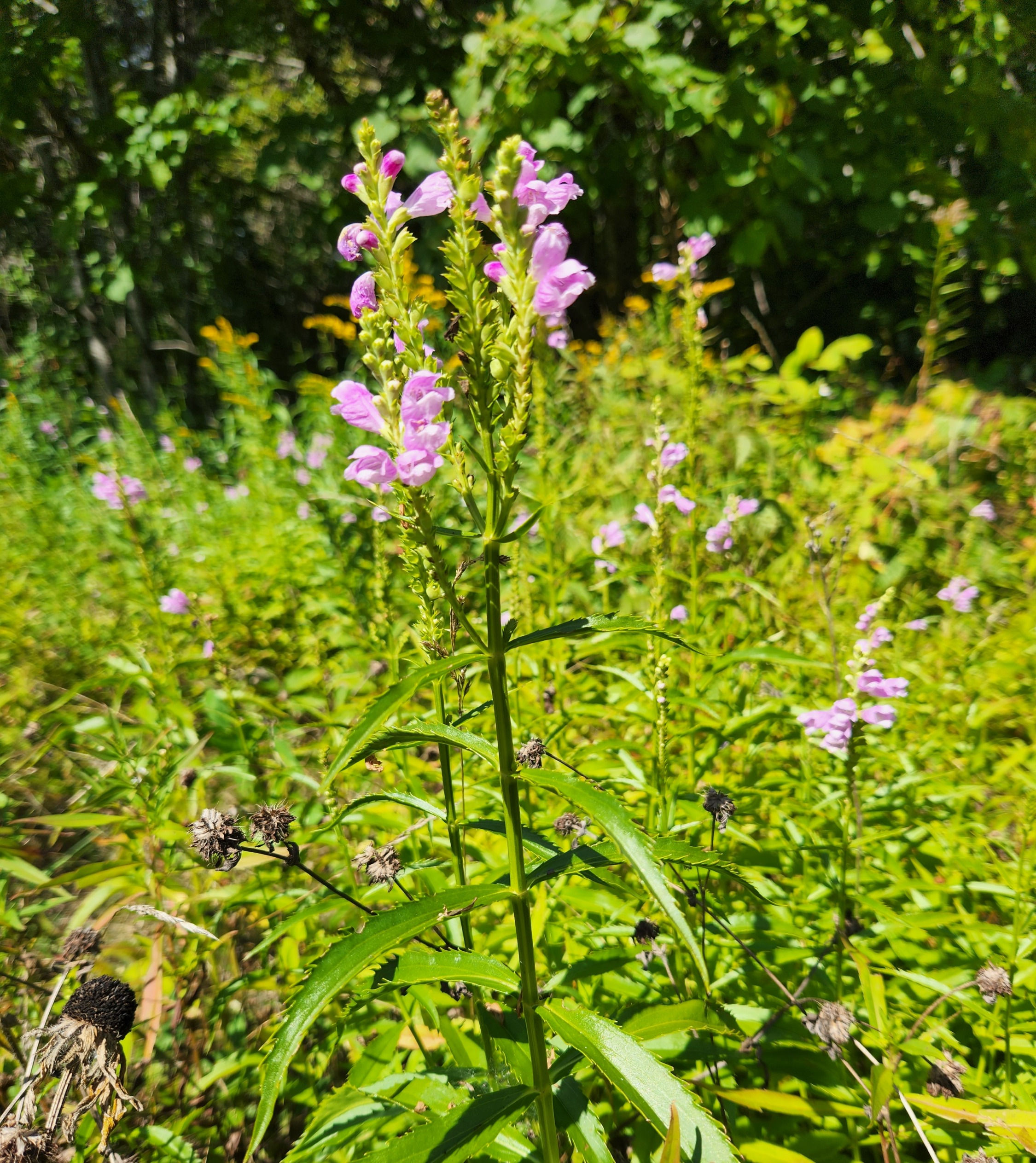 Obedient Plant