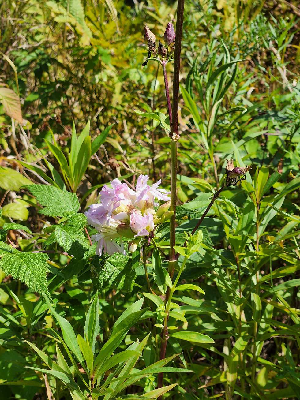 Thumbnail: Soapwort