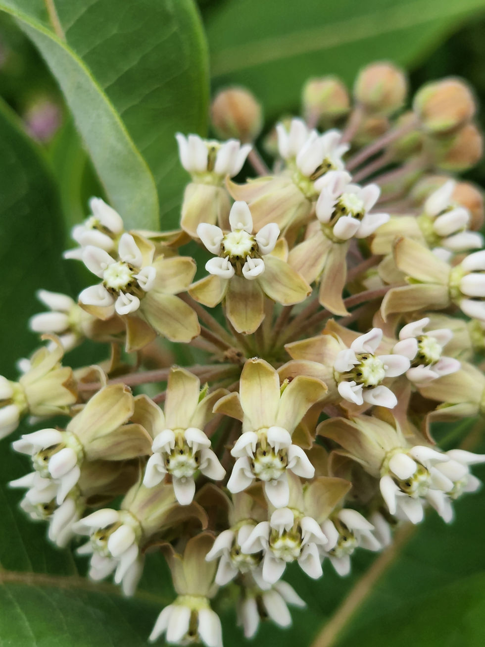 Thumbnail: Milkweed