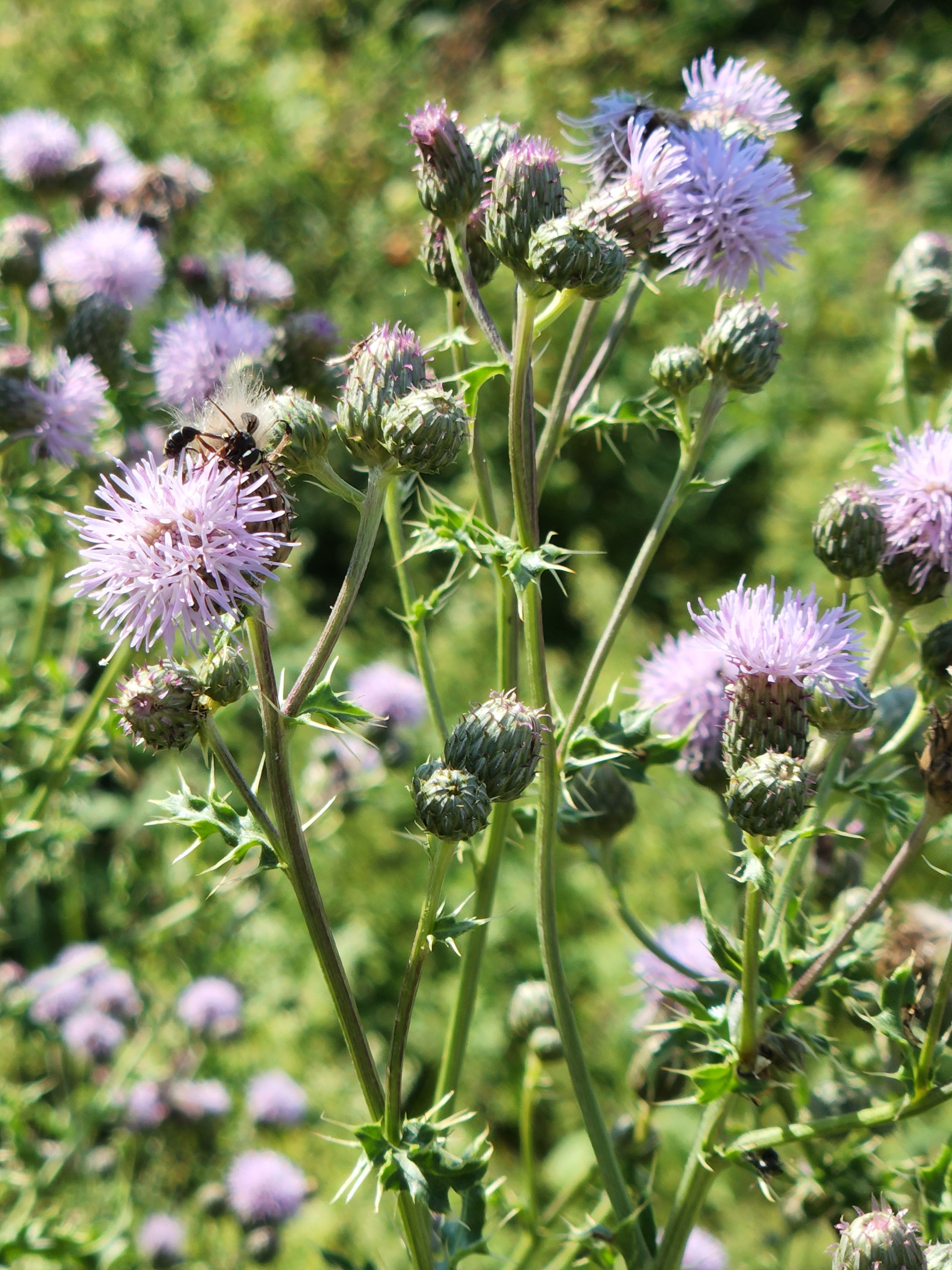 Creeping Thistle