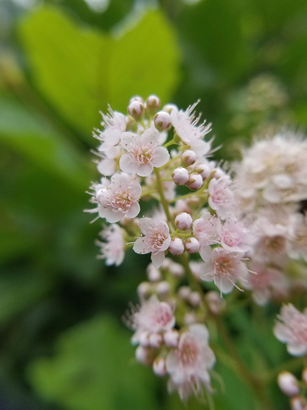 Thumbnail: Meadowsweet