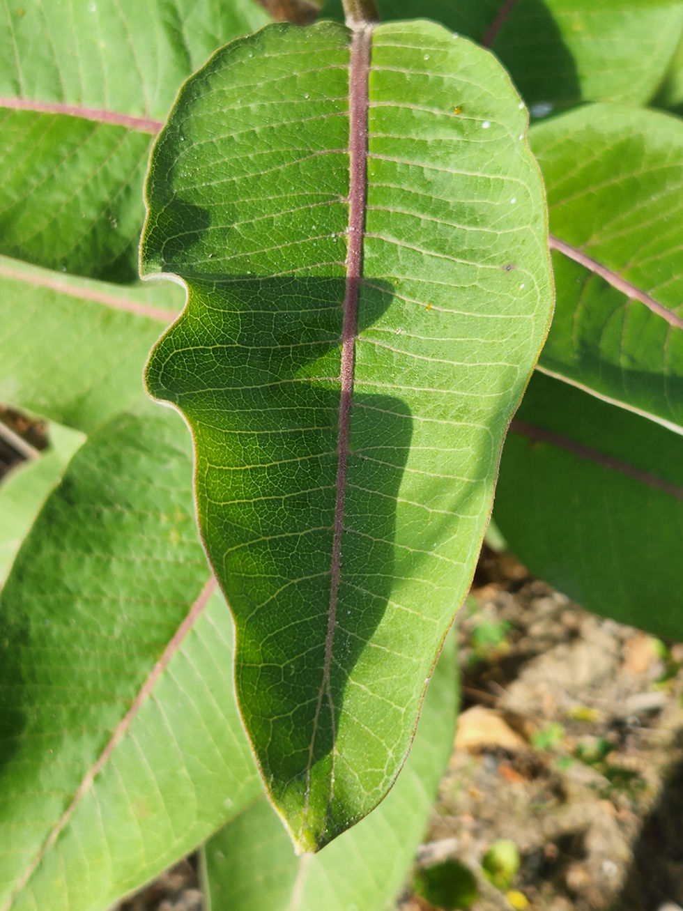Thumbnail: Milkweed
