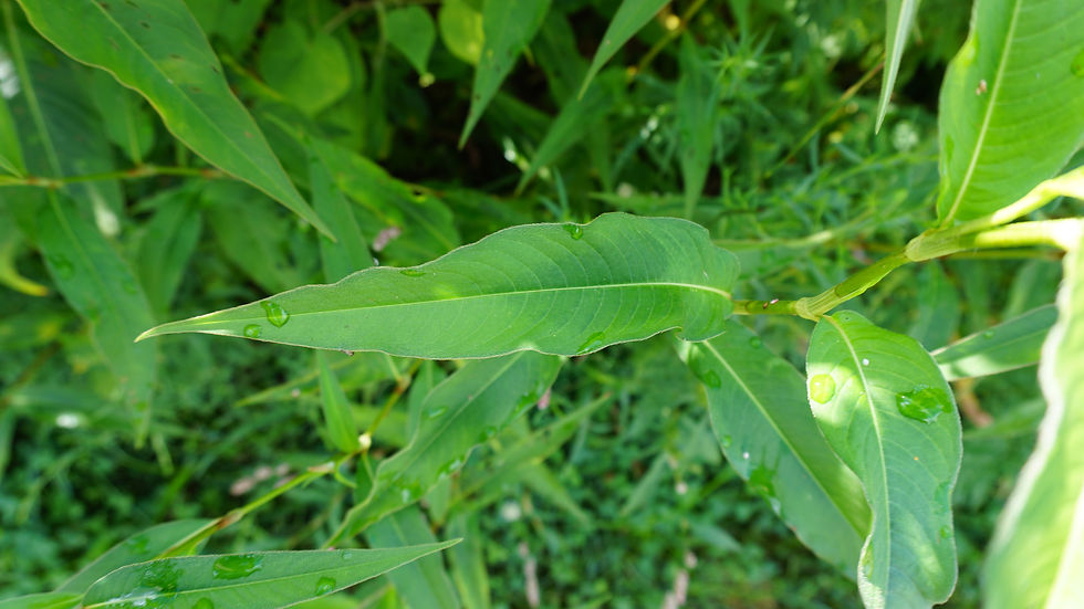 Thumbnail: Pale Smartweed