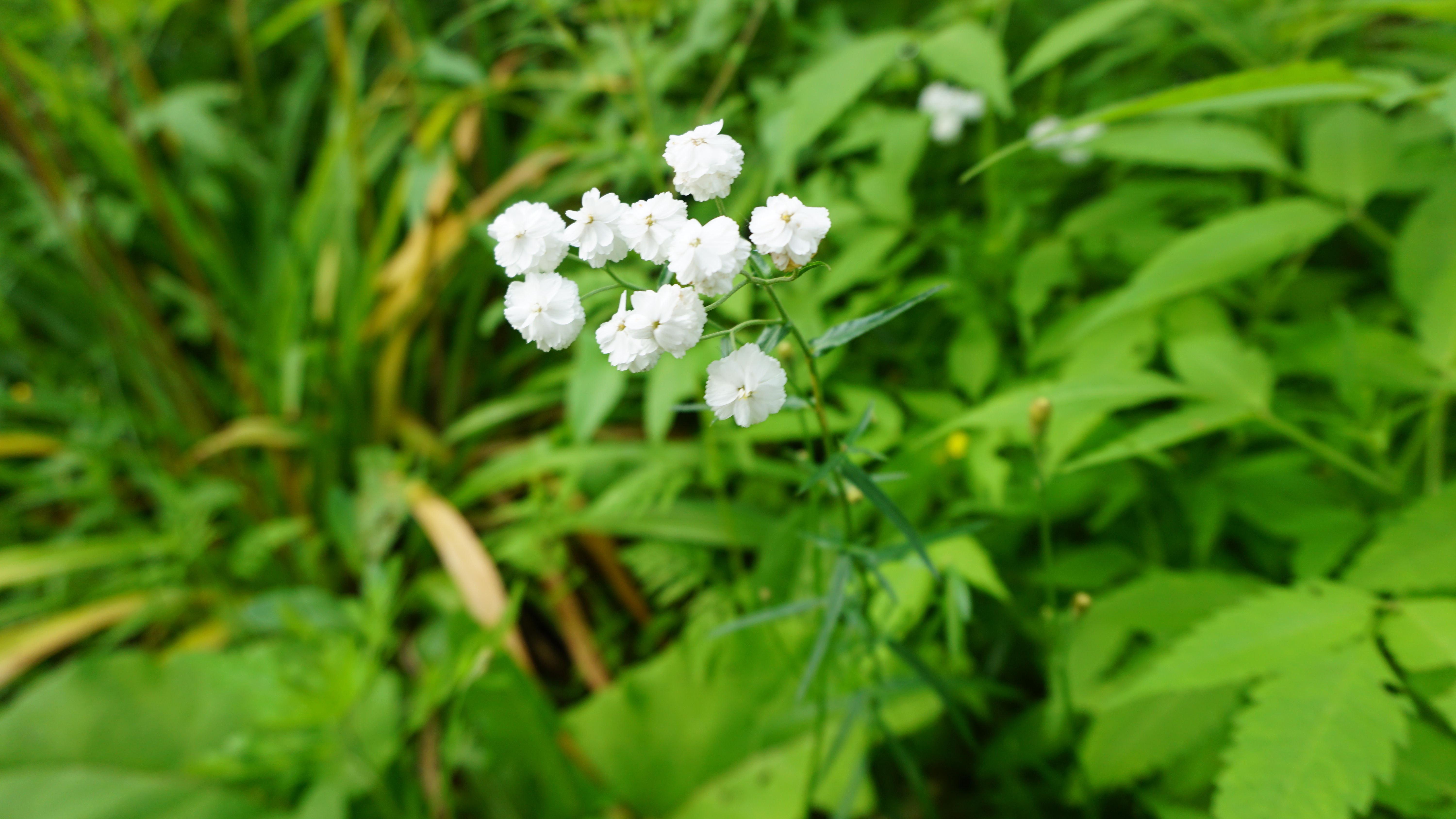 Pearl Yarrow