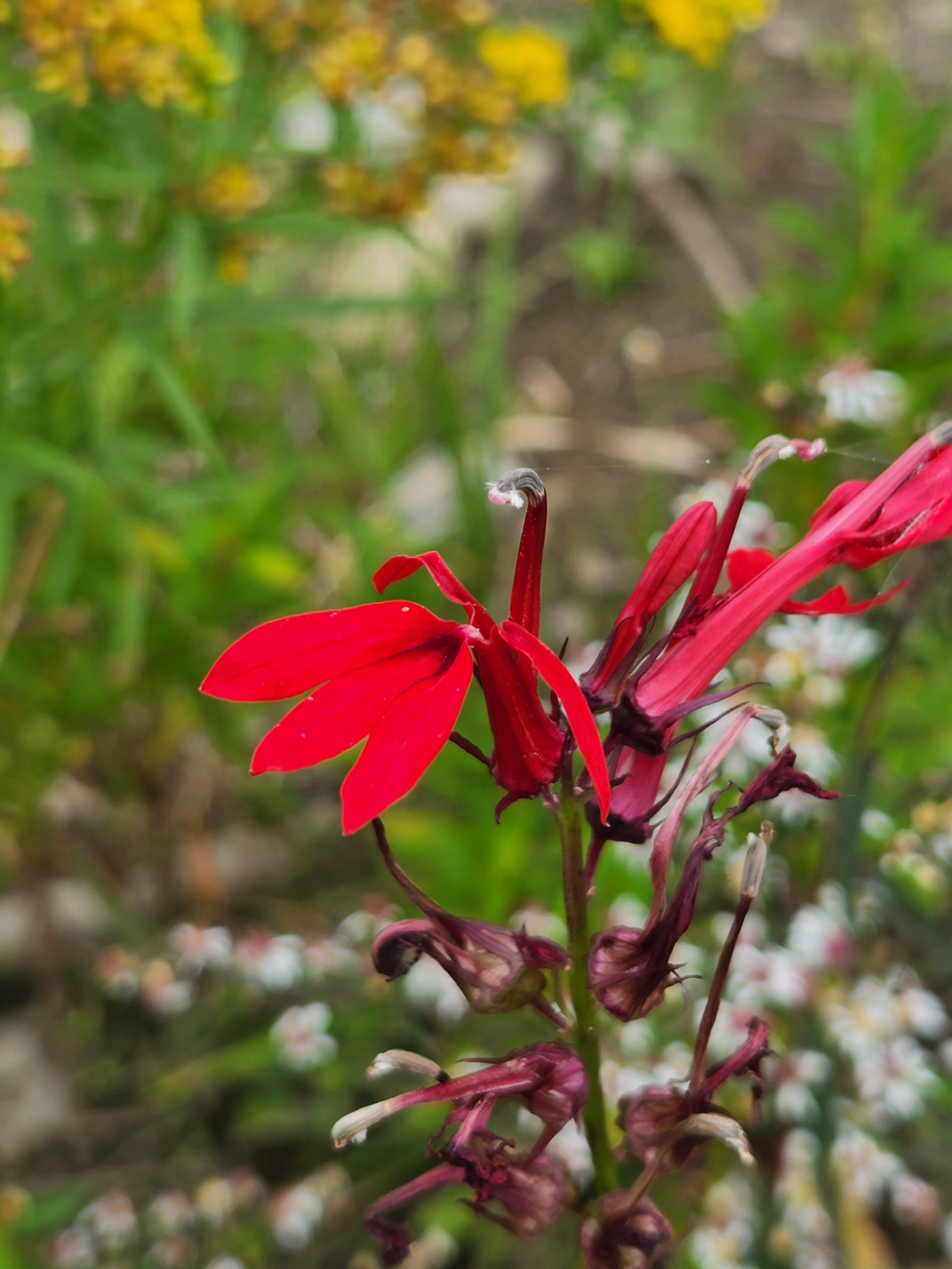 Cardinal Flower