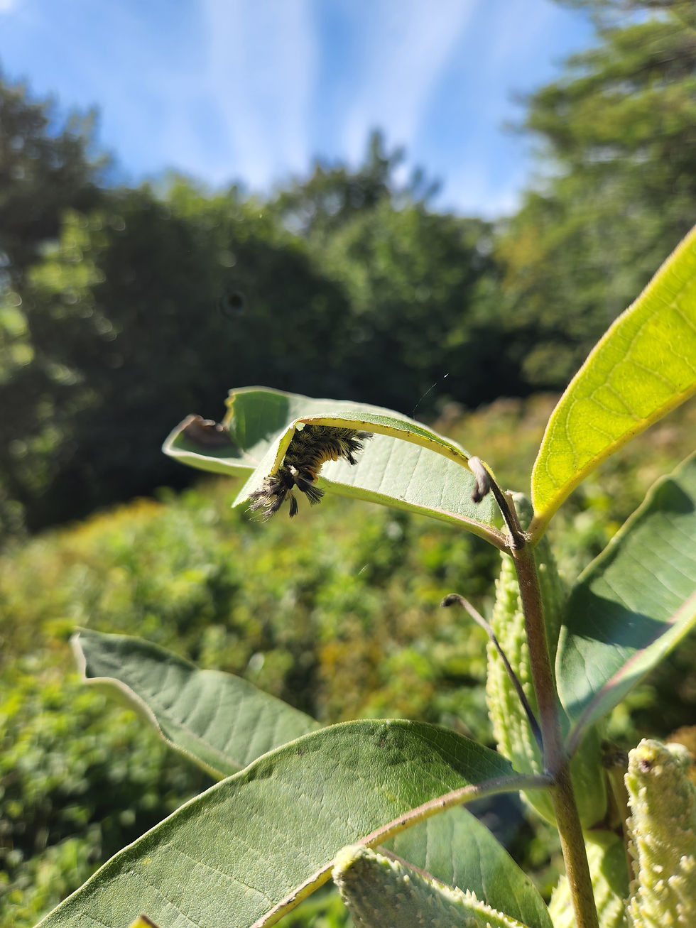 Thumbnail: Milkweed