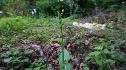 Spiny leaved Sow Thistle Northeast Wildflower